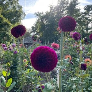 Meet your Posher, Mo